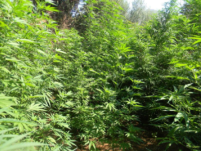 Εντοπίστηκε φυτεία χασίς στο Άργος