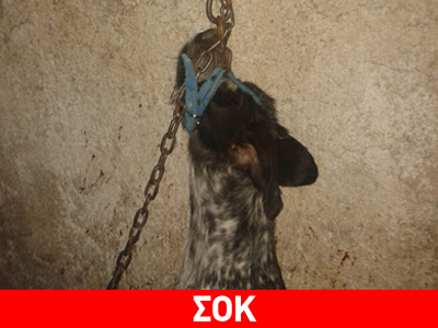Κρέμασαν σκύλο στην Ηγουμενίτσα