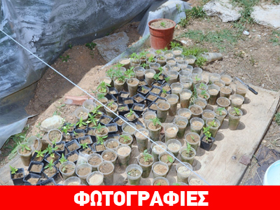 Εντοπίστηκε φυτεία κάνναβης στην Αρτέμιδα