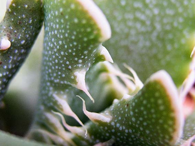 Faucaria Τigrina: Ένα… εξωγήινο φυτό!