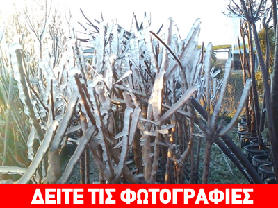 Πάγωσε φυτώριο στη Λαμία