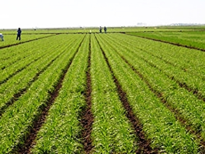 Ουρουγουάη: «Έξυπνες» καλλιέργειες για τη σίτιση εκατομμυρίων ανθρώπων