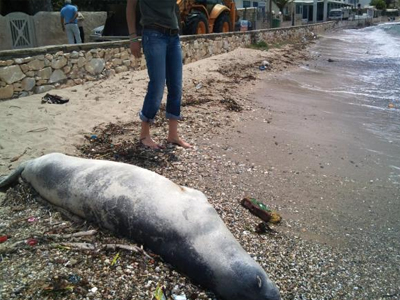 Βρέθηκε νεκρή φώκια στην Πάρο