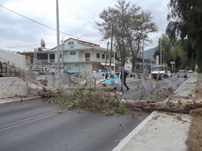 Δέντρο έκοψε στη μέση τον δρόμο