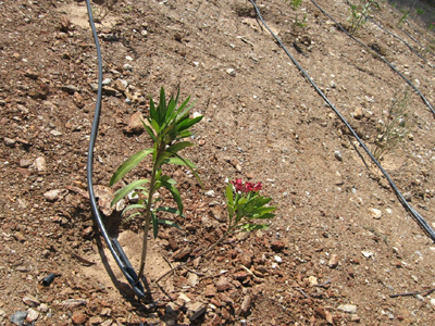 Αποκαταστάθηκε η παλιά χωματερή