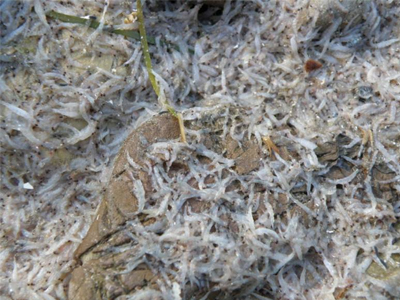 Τόνοι νεκρής γαρίδας ξεβράστηκαν στη Δυτική Αιγιαλεία