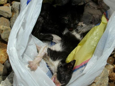 Πέταξε ζωντανά γατάκια στη θάλασσα