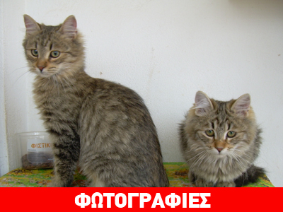 Δύο γατάκια χνουδωτά μόνο για εσάς!