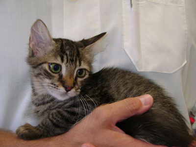 Χαρίζεται αρσενικός γατούλης