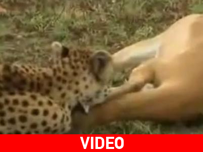 Έκανε τον… ψόφιο κοριό και γλύτωσε