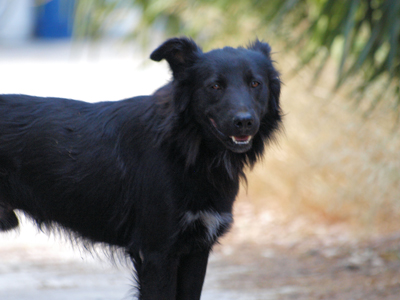 Χαρίζεται ο Black
