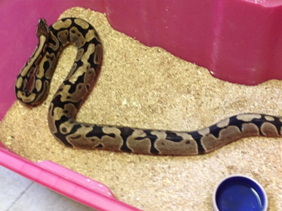 Καναδάς: Εντοπίστηκαν 40 πύθωνες σε δωμάτιο μοτέλ