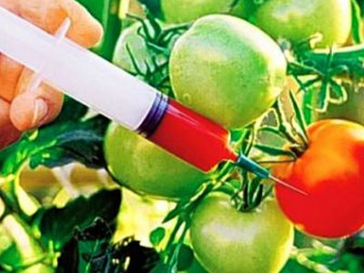 «Η ΕΕ πρέπει να έχει τη δυνατότητα απαγόρευσης της καλλιέργειας Γενετικά Τροποποιημένων»