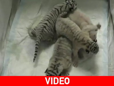 Γεννητούρια σε ζωολογικό κήπο της Ουκρανίας