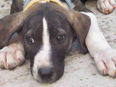 Ψάχνει σπίτι…