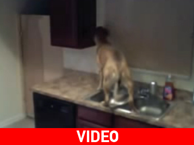 Ο σκύλος το ΄σκασε!