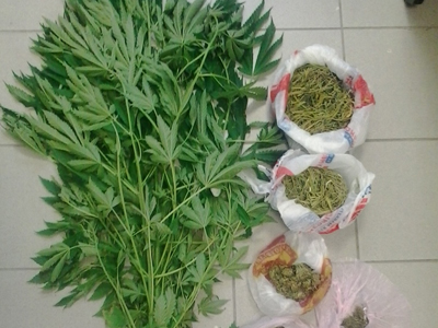 Συνελήφθη επιχειρηματίας για καλλιέργεια ναρκωτικών