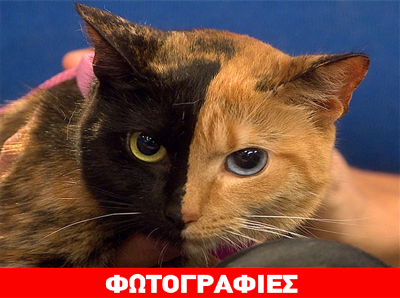 Η γάτα με τα δύο πρόσωπα