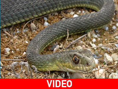 Φίδι αναστάτωσε λαϊκή αγορά στα Τρίκαλα