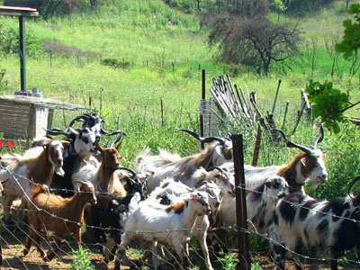 Μπήκαν τα γίδια στο μαντρί…