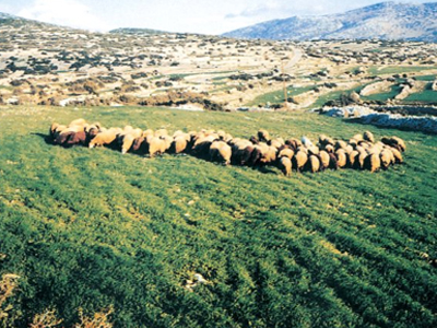 «Προτεραιότητα η ενίσχυση της κτηνοτροφίας»