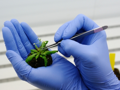 Λιγότερες χώρες, μεγαλύτερες εκτάσεις για γενετικά τροποποιημένες καλλιέργειες