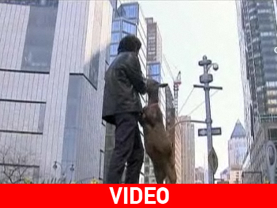 Μία κατσίκα στους δρόμους της Νέας Υόρκης