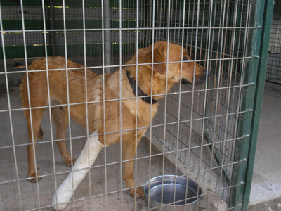 Δώστε μία ευκαιρία στην Τζίλντα