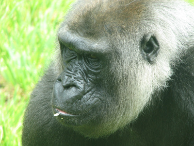 ΗΠΑ: Ο γορίλας το ‘σκασε
