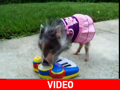 Όταν ο πιανίστας είναι… γουρούνι!