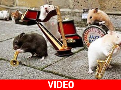 Χάμστερ «παίζουν» για την Ημέρα Μουσικής!