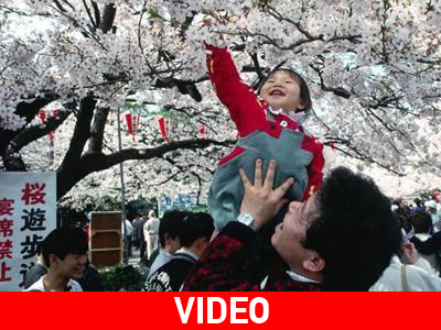 Ο εορτασμός του Χανάμι στην Ιαπωνία