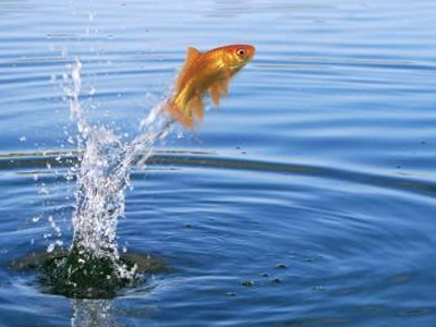 Ξενοδοχείο νοικιάζει χρυσόψαρο στους μοναχικούς πελάτες