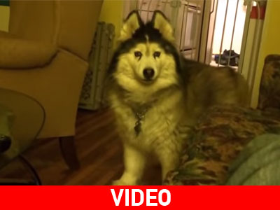 Αυτό το χάσκι χορεύει κλακέτες