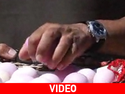 Κότα έκανε… μοβ αυγά!