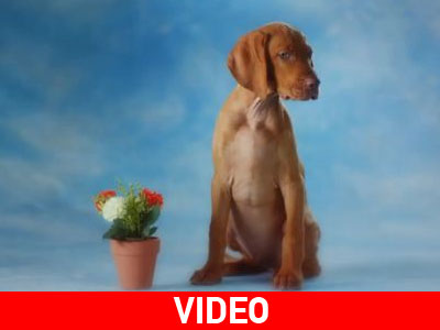 Με ένα κλικ συμβάλλετε στην υιοθεσία σκυλιών στη Νέα Ζηλανδία!