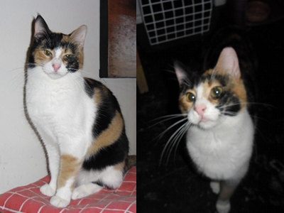 Χάθηκε γατούλα οκτώ μηνών στα Βριλήσσια