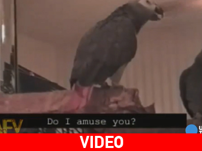 Παπαγάλος για… Όσκαρ!