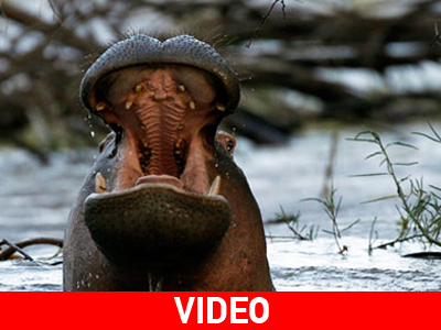 Άδοξο τέλος στην επιχείρηση διάσωσης παγιδευμένου ιπποπόταμου