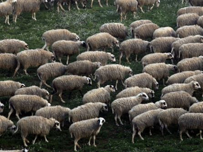 Κεραυνός σκότωσε τετρακόσια πρόβατα στο Δίστρατο Κόνιτσας