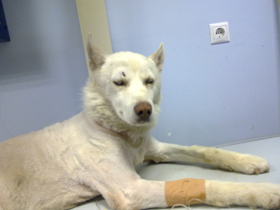 Βοηθήστε να καλυφθούν τα ιατρικά του έξοδα