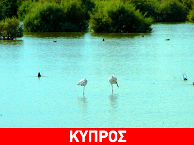 Πρωτοποριακό έργο για υδροβιότοπο στην Λάρνακα