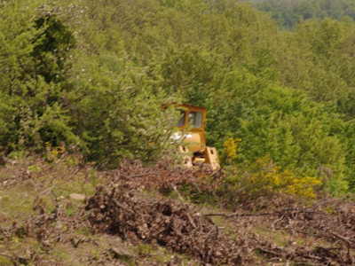 Σταματούν οι εργασίες υλοτομίας στις Σκουριές