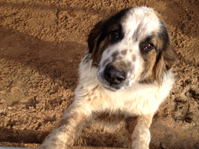 Ο Ίκαρος αναζητά σπίτι