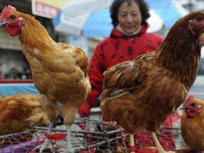 Κίνα: Απαραίτητη η μαζική εξέταση των πτηνών για τον H7N9