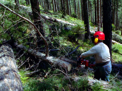 Τον συνέλαβαν για παράνομη υλοτομία