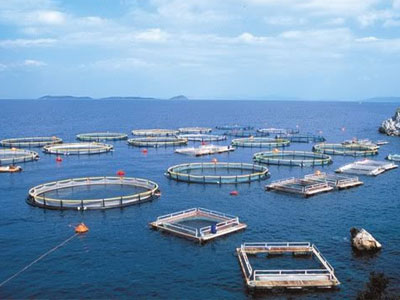 «ΔΙΑΣ Ιχθυοκαλλιέργειες ΑΒΕΕ»: Δεν έχει γίνει καμία προσπάθεια εξυγίανσης