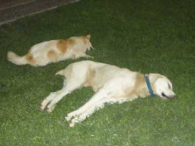 Έχασε 18 πιστούς φίλους από φόλες