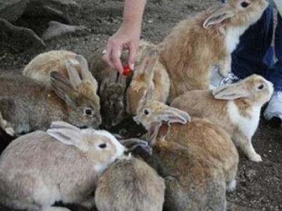 Πυρκαγιά σε εκτροφείο στο Ηράκλειο