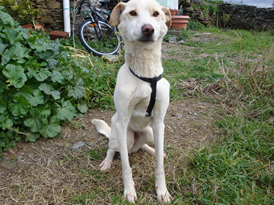 Ψάχνει σπίτι